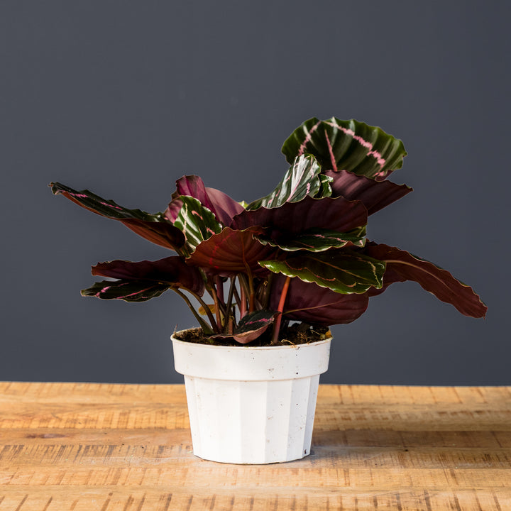 Calathea Dottie (Goeppertia roseopicta 'Dottie') 6 in