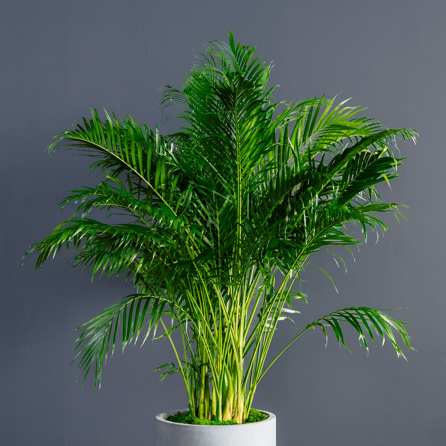 palm cat Palm