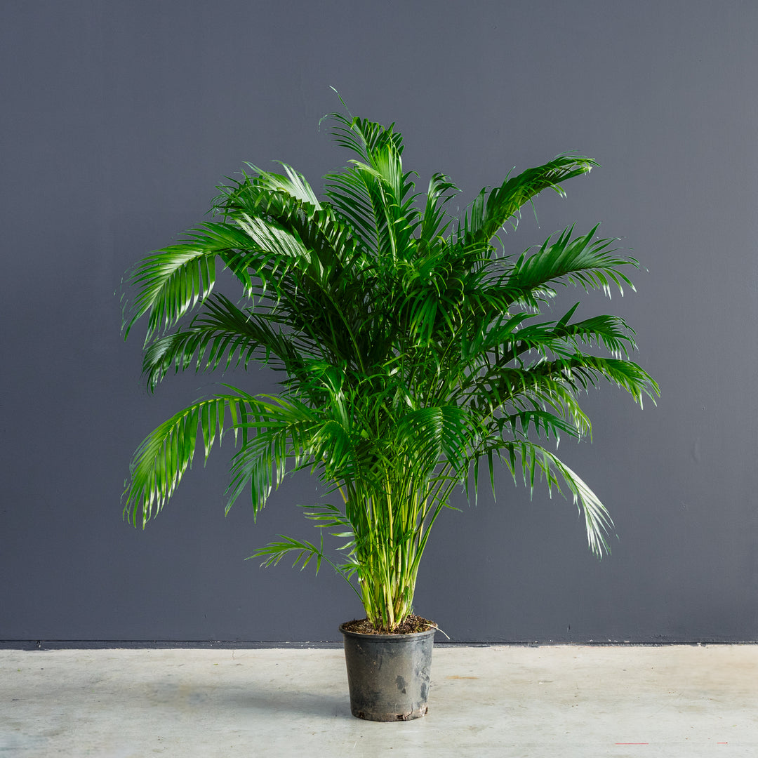 cat palm aspca Palm