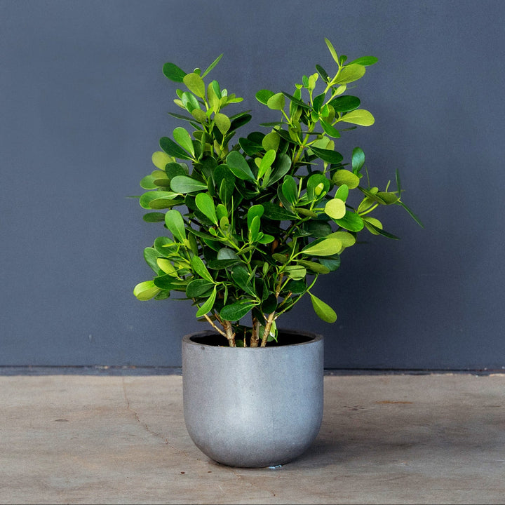 Clusia Bush (Clusia rosea) 14 inch