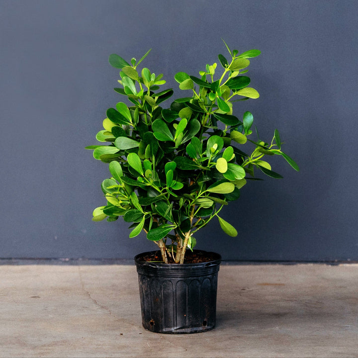 Clusia Bush (Clusia rosea) 14 inch