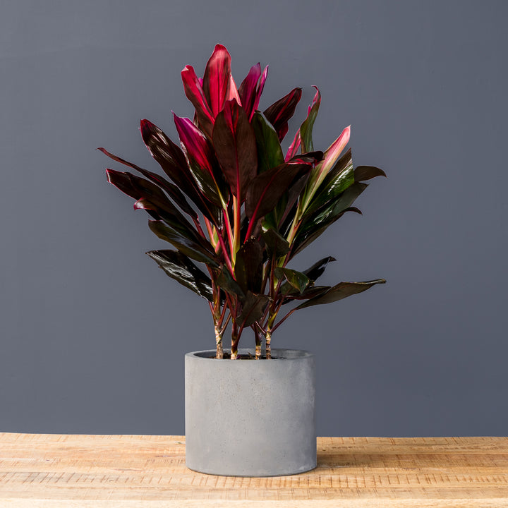 Cordyline (Cordyline fruticosa 'Florica') 10 inch