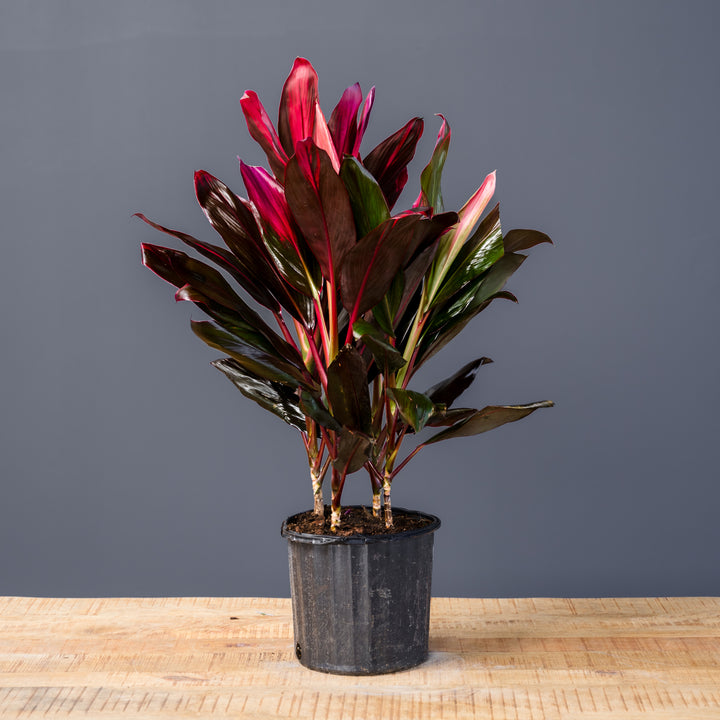 Cordyline (Cordyline fruticosa 'Florica') 10 inch