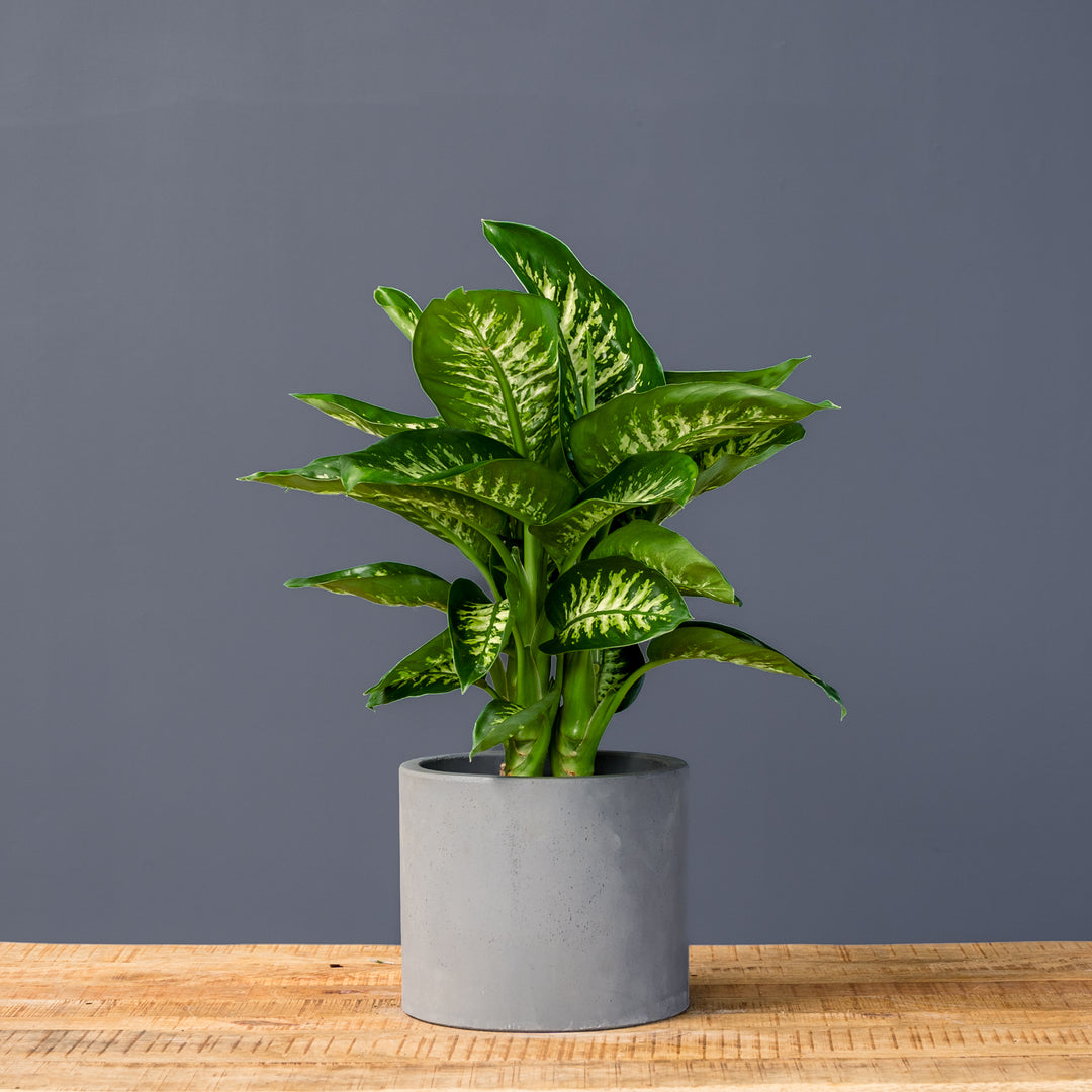 dieffenbachia dark green Tropic Snow (Dieffenbachia)