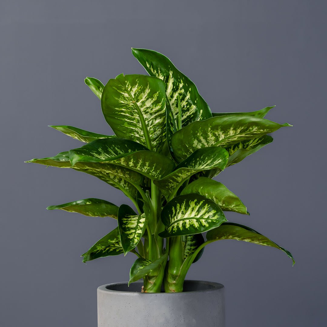 dieffenbachia longispatha variegata Tropic Snow (Dieffenbachia)