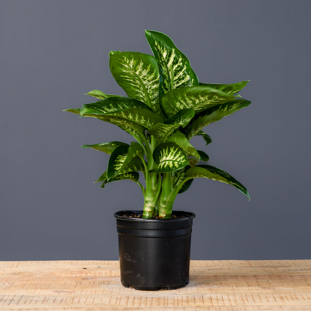 dieffenbachia snow tropic Tropic Snow (Dieffenbachia)