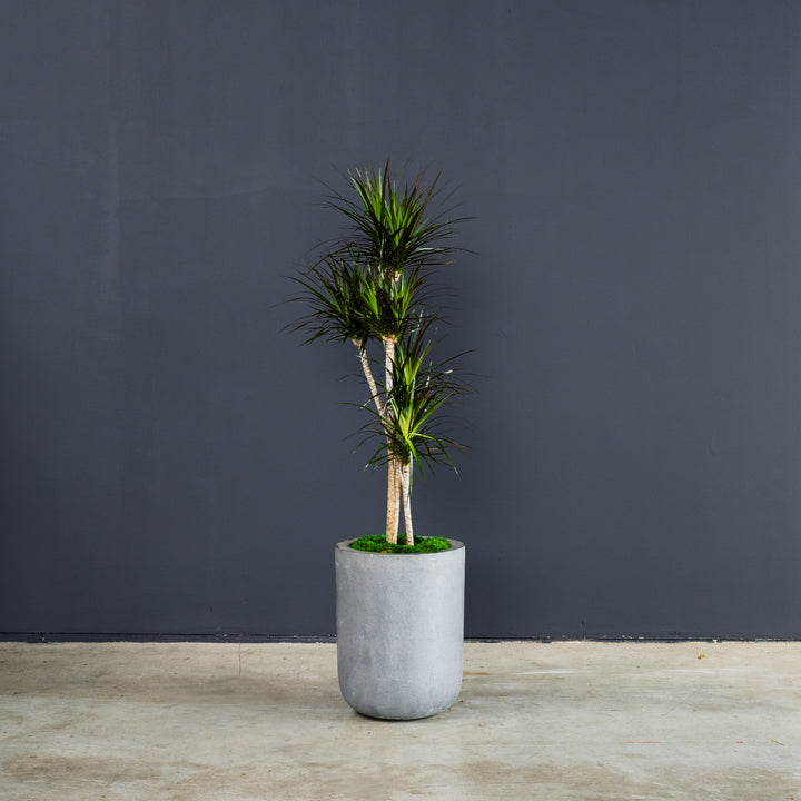 Dragon Plant (Dracaena 'Magenta') 3 gal