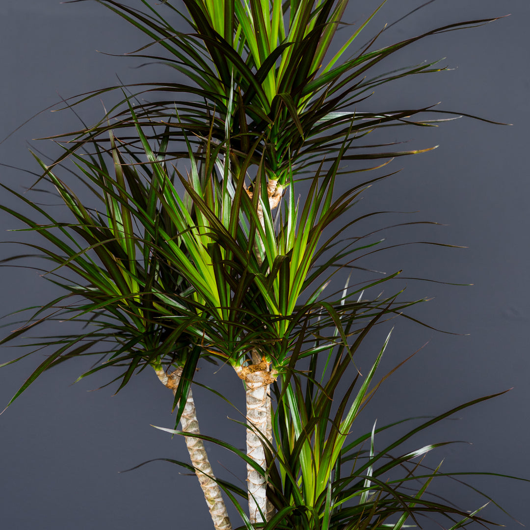 Dragon Plant (Dracaena 'Magenta') 3 gal