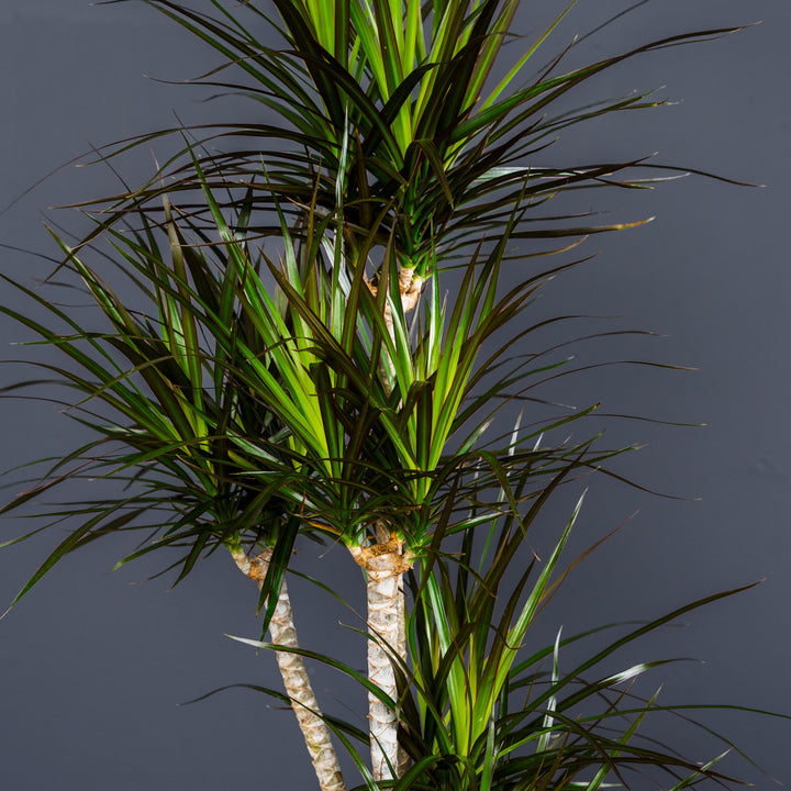 Dragon Plant (Dracaena 'Magenta') 3 gal