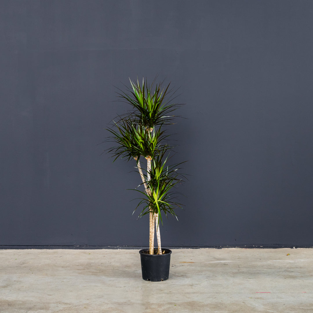 Dragon Plant (Dracaena 'Magenta') 3 gal