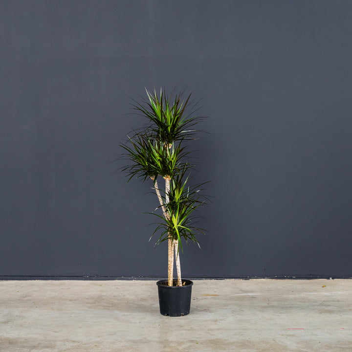 Dragon Plant (Dracaena 'Magenta') 3 gal