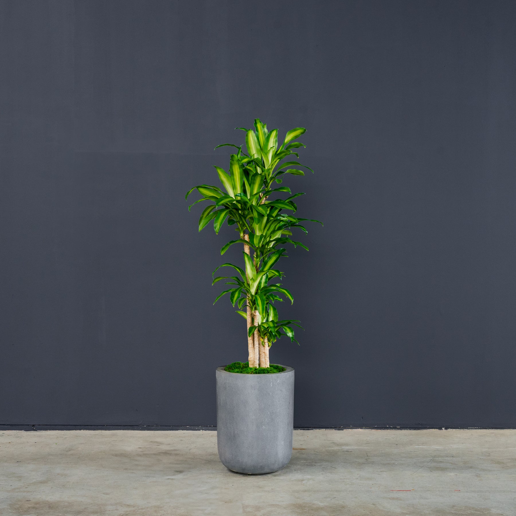 dracaena massangeana indoor plant Dracaena Fragrans Massangeana (Dragon Tree) – Rolling Greens