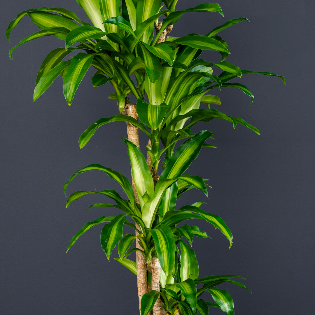 dracaena mangi Dracaena Fragrans Massangeana (Dragon Tree)