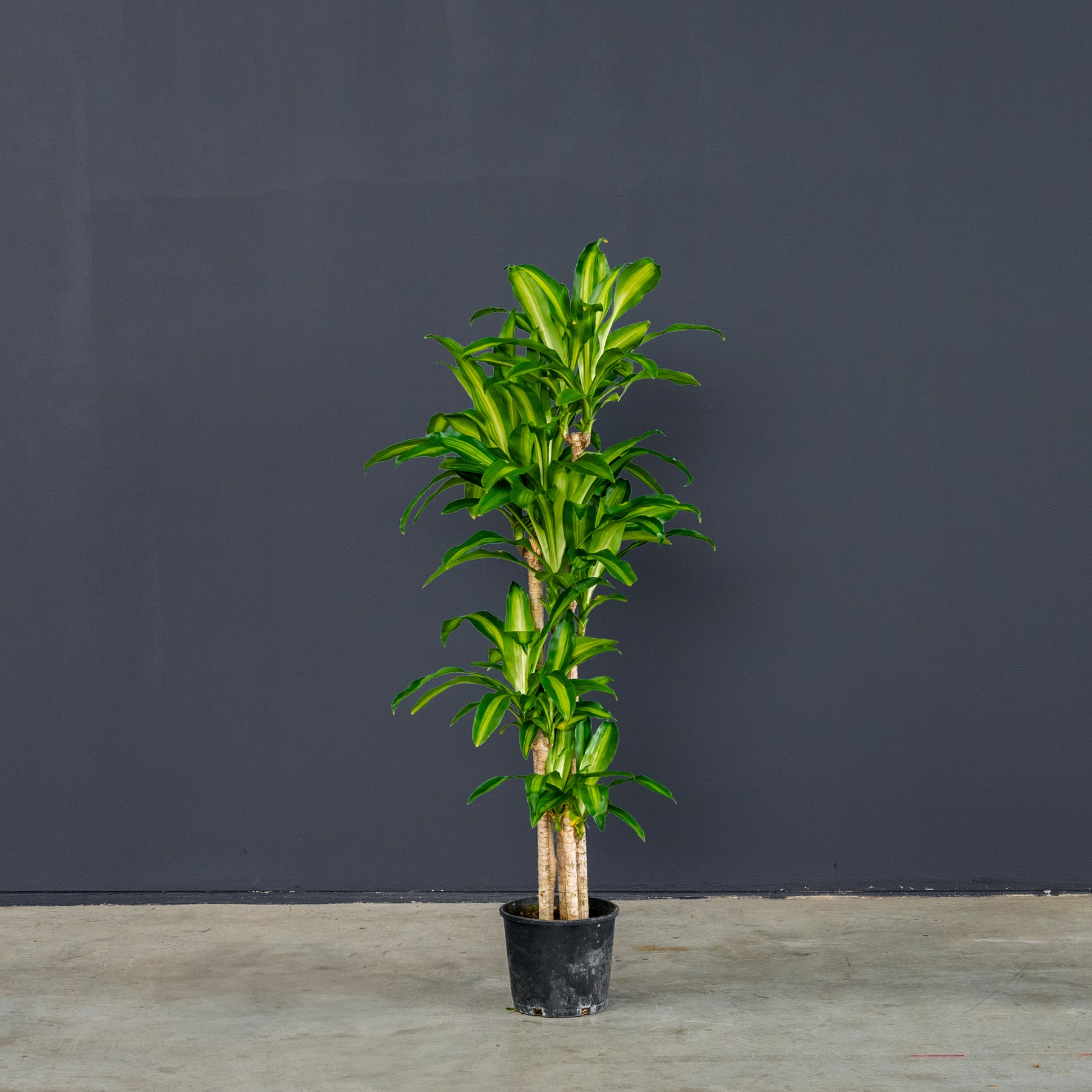 large dracaena tree Dracaena Fragrans Massangeana (Dragon Tree) – Rolling Greens