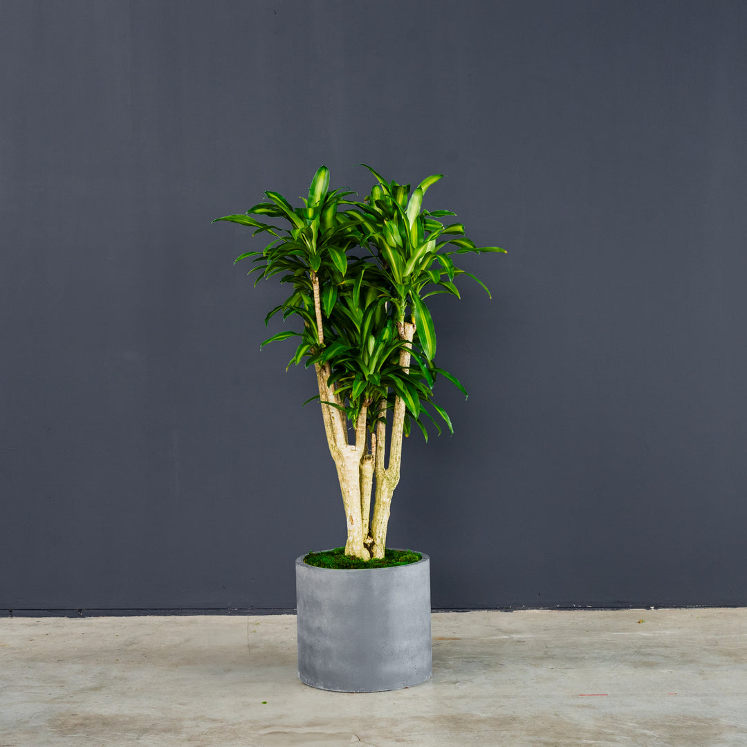dracaena massangeana indoor plant Dracaena Fragrans Massangeana (Dragon Tree) – Rolling Greens