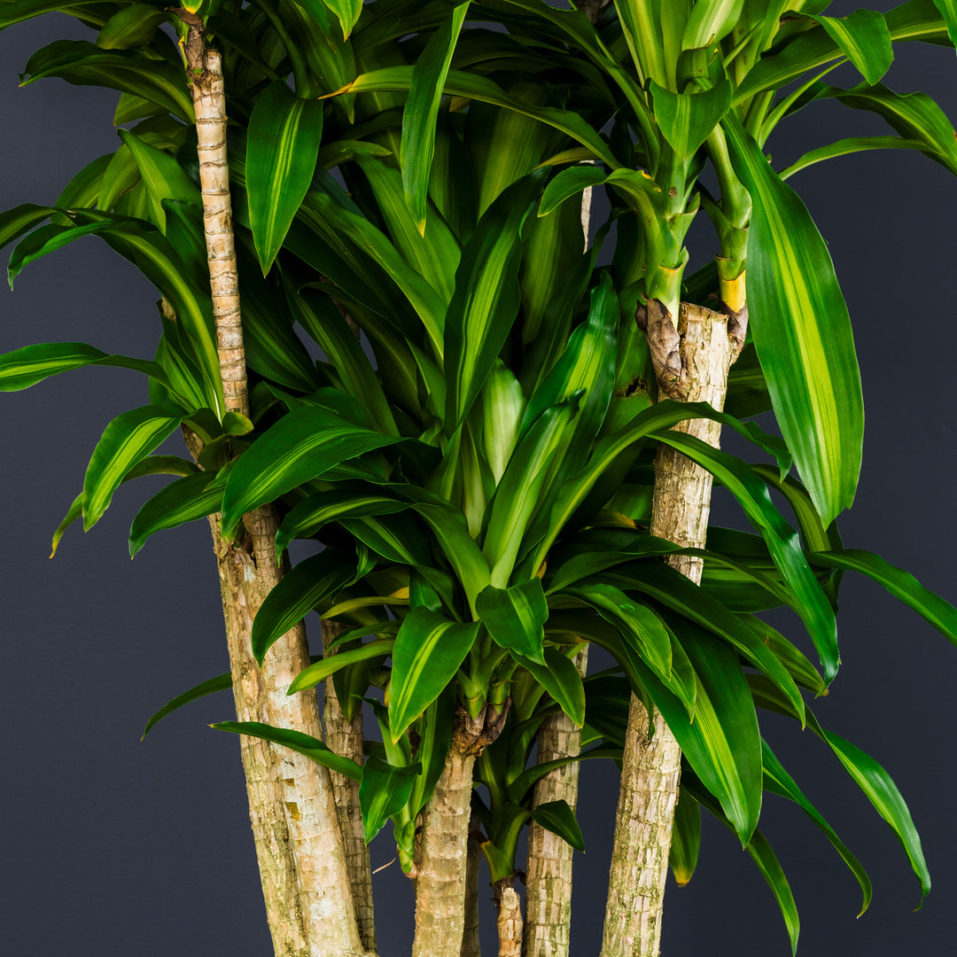 dracaena massangeana cane plant Dracaena Fragrans Massangeana (Dragon Tree) – Rolling Greens