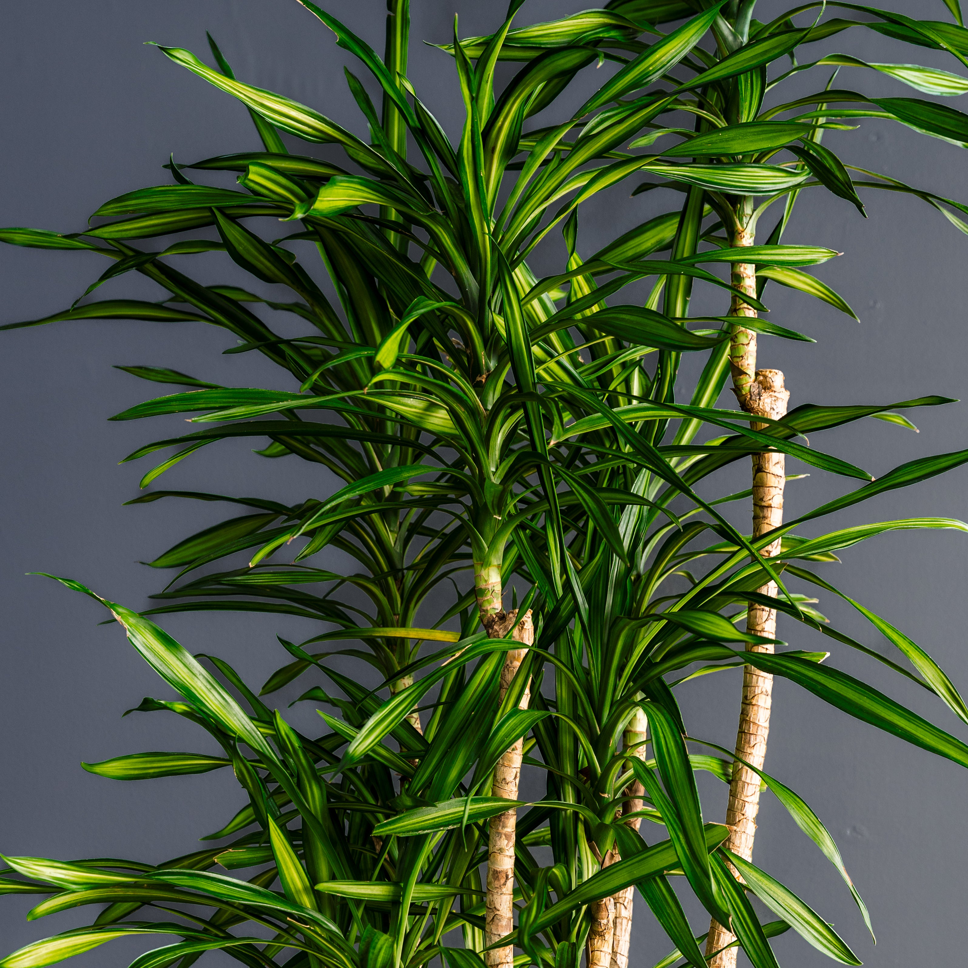 Dracaena Randy (Dragon Plant) – Rolling Greens