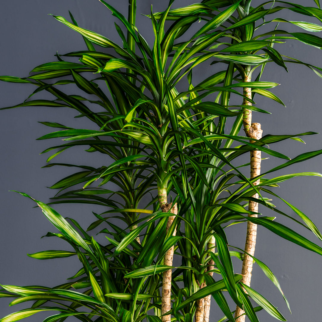 common dracaena plants Dracaena Randy (Dragon Plant)