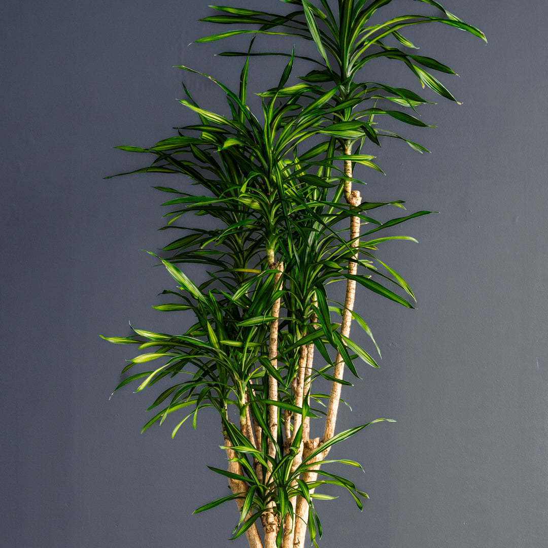 dracaena randy Dracaena Randy (Dragon Plant)