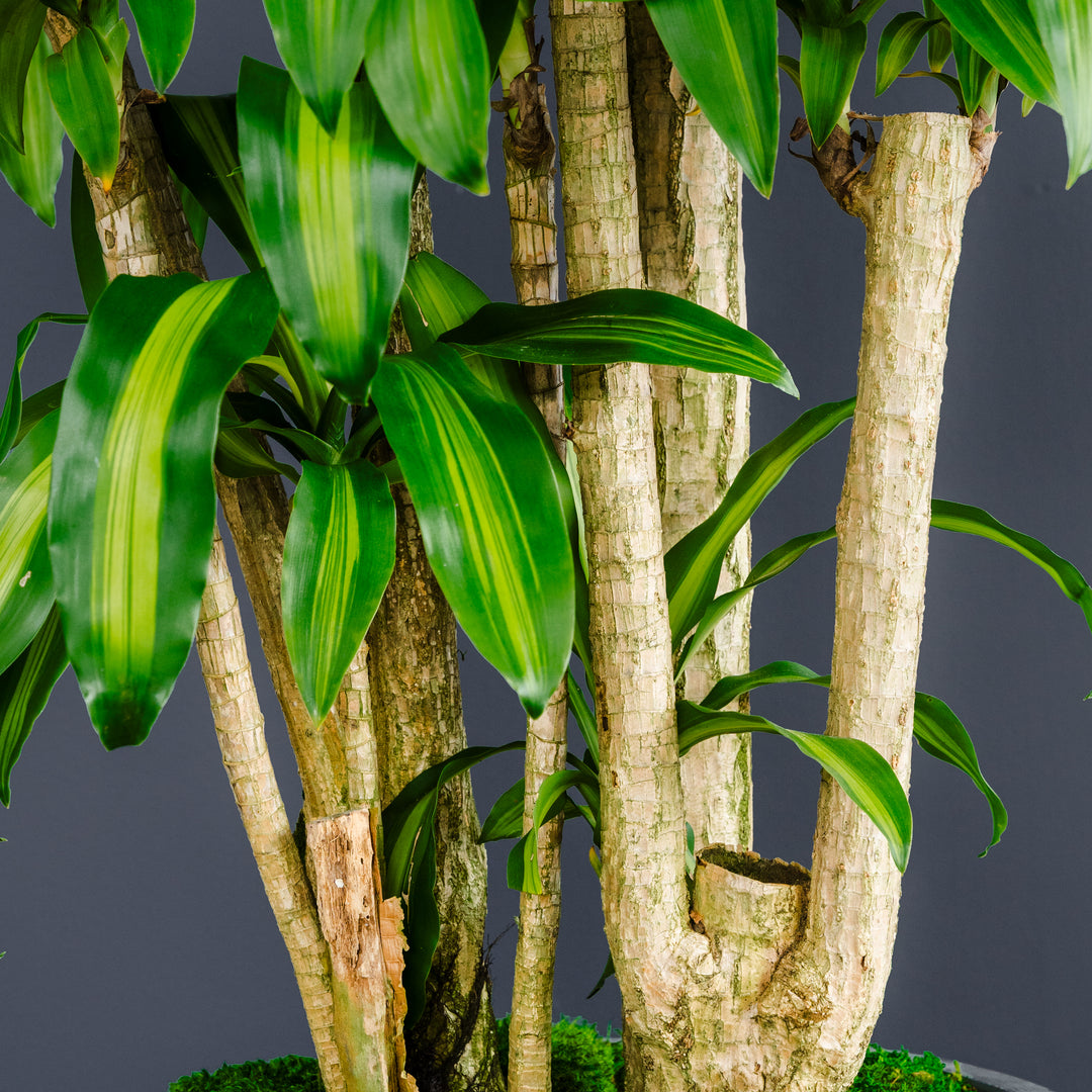 dracaena fragrans wild Dracaena Fragrans Massangeana Stump (Dragon Plant) – Rolling Greens