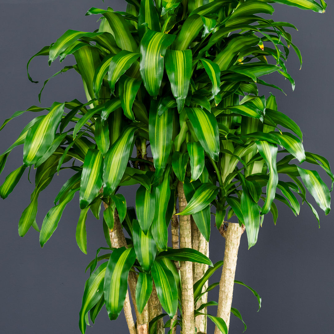 dracaena fragans Dracaena Fragrans Massangeana Stump (Dragon Plant) – Rolling Greens