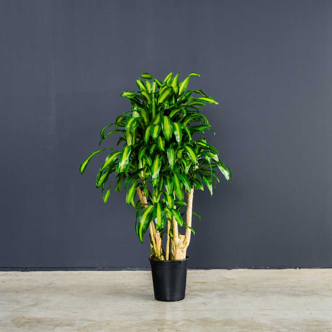 dracaena massangeana or mass cane Dracaena Fragrans Massangeana Stump (Dragon Plant) – Rolling Greens