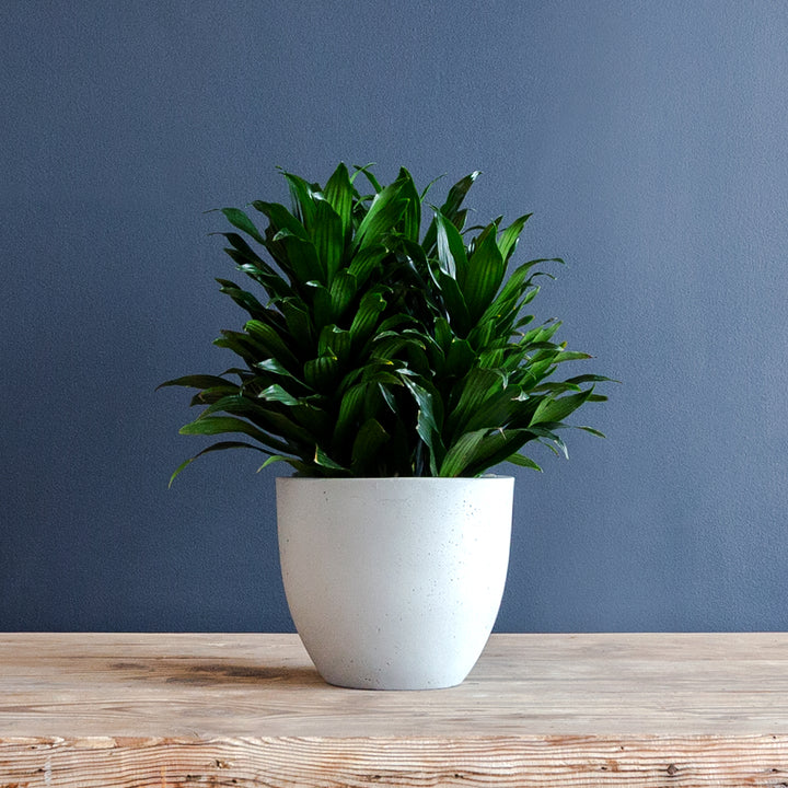 Compact Dragon Tree (Dracaena Janet Craig Compacta) 6 in