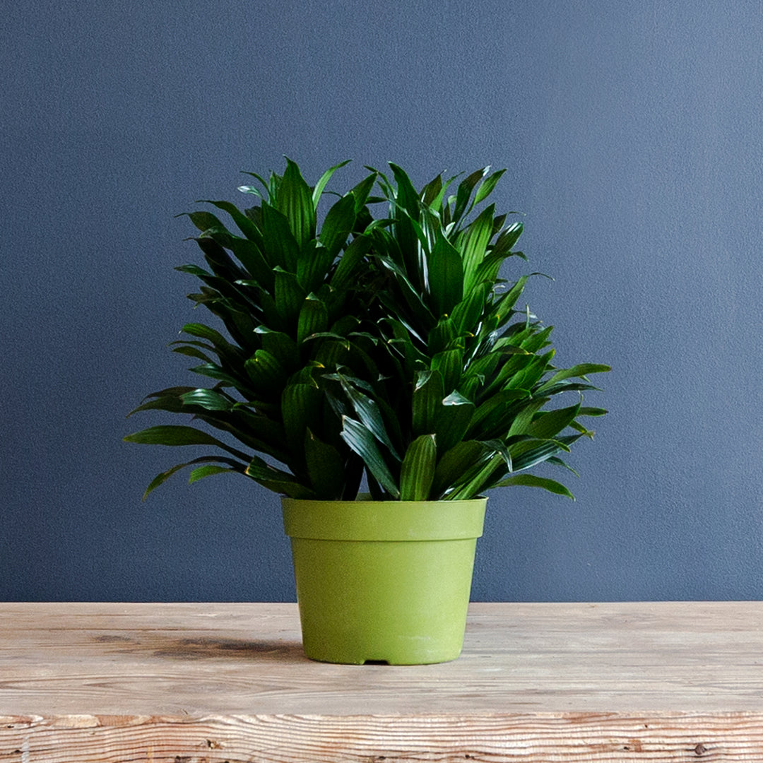 Compact Dragon Tree (Dracaena Janet Craig Compacta) 6 in