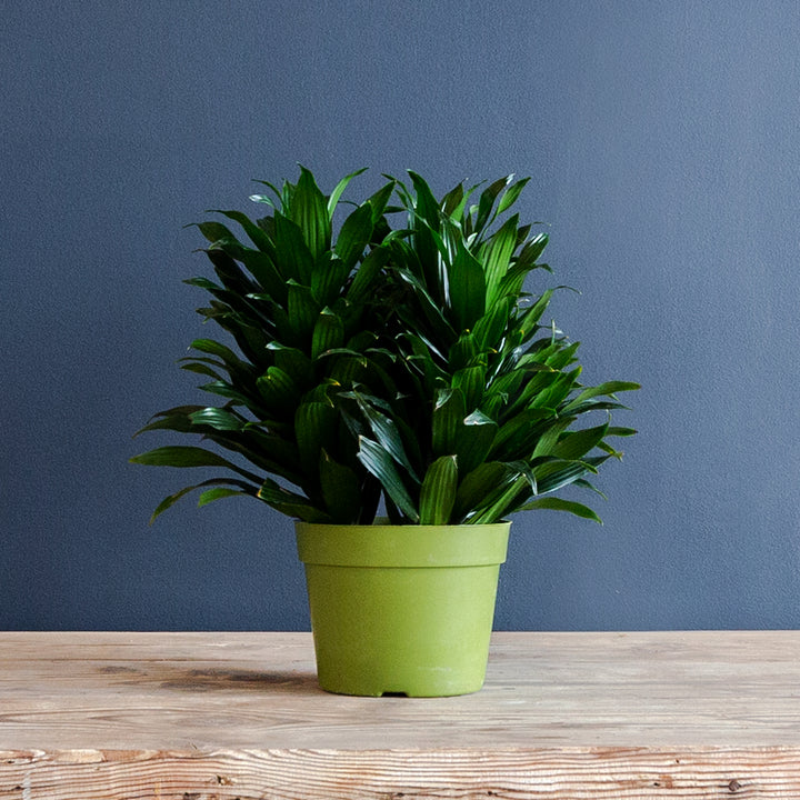 Compact Dragon Tree (Dracaena Janet Craig Compacta) 6 in