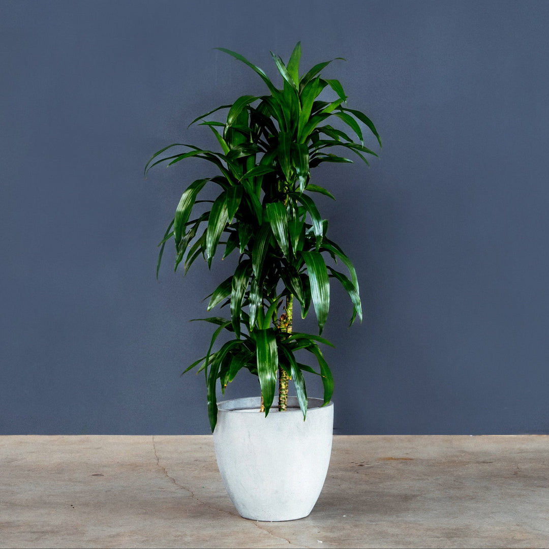 dracaena fragrans blüte Dracaena Fragrans Lisa (Dragon Tree)