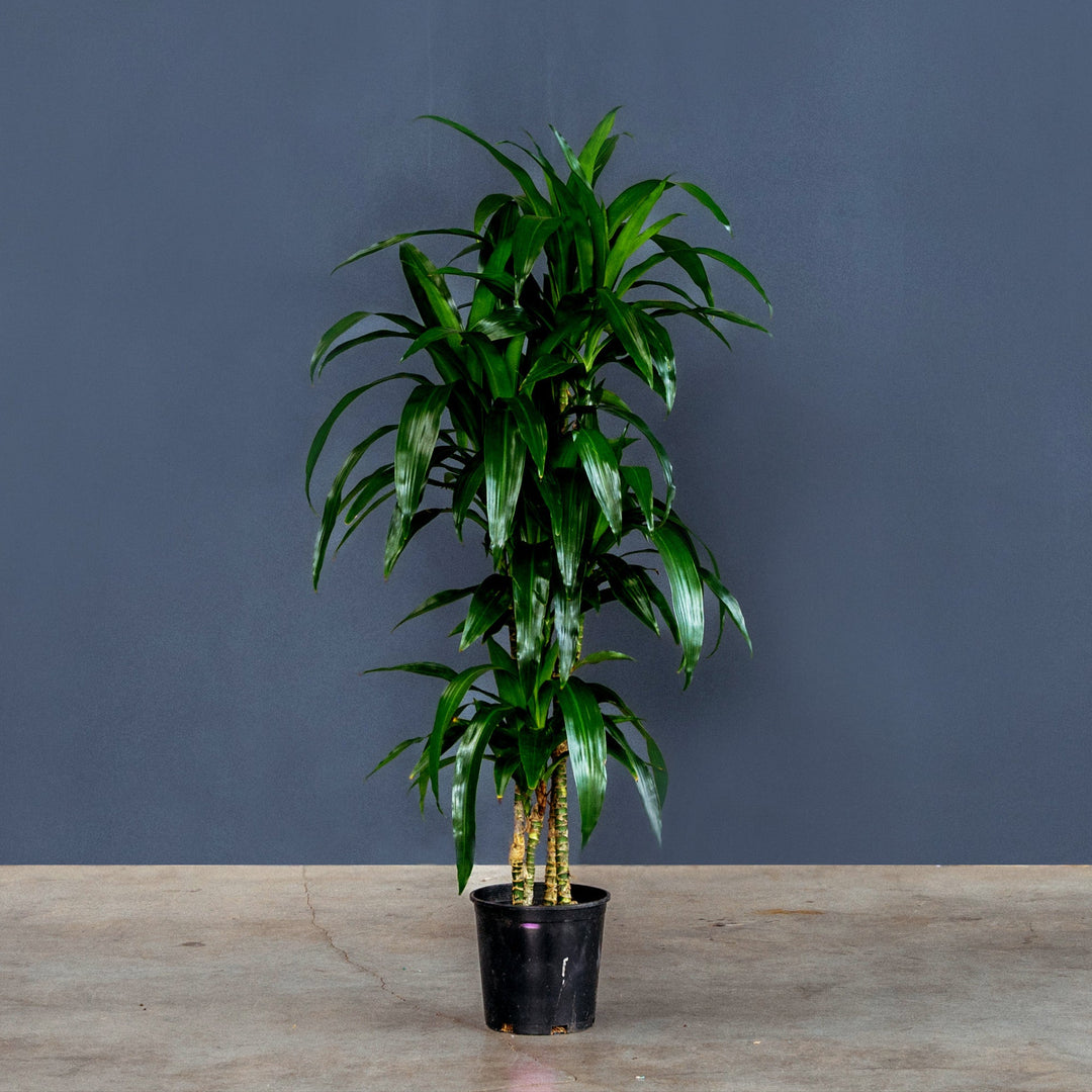 large dracaena Dracaena Fragrans Lisa (Dragon Tree)