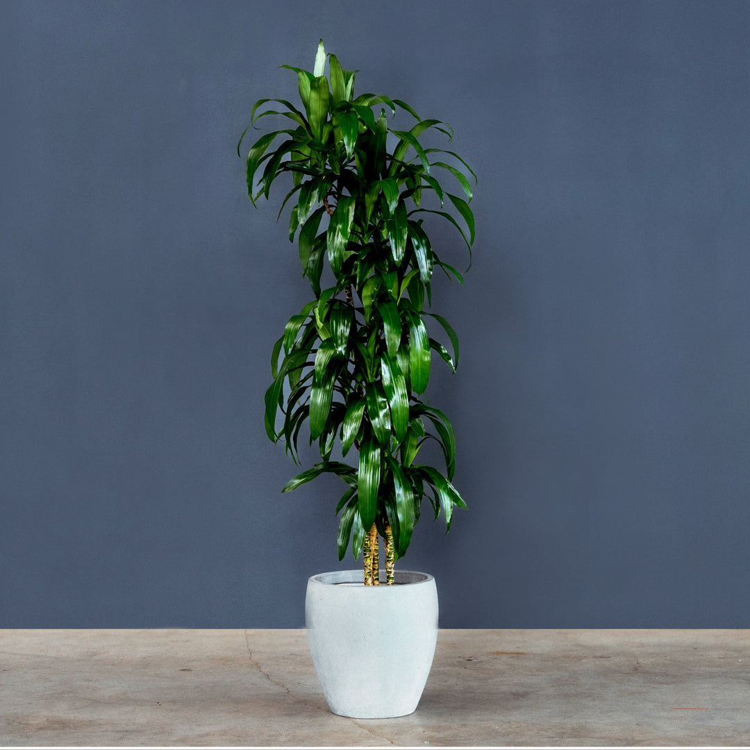 dracaena lisa indoor plant Dracaena Fragrans Lisa (Dragon Tree)