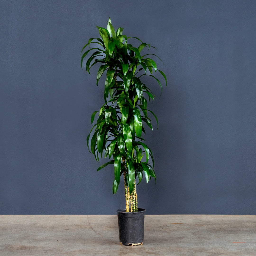 dracaena lisa cane Dracaena Fragrans Lisa (Dragon Tree)