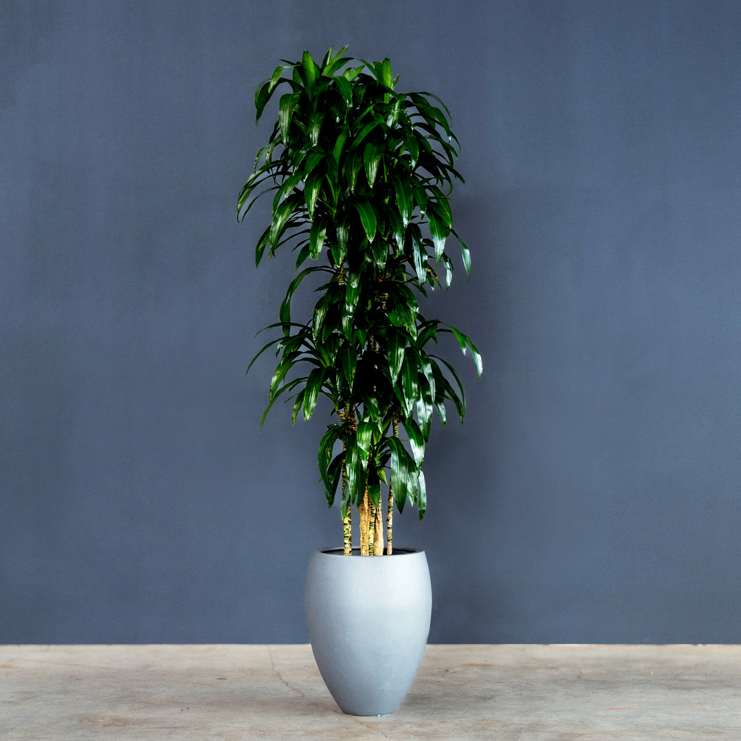ficus dracaena Dracaena Fragrans Lisa (Dragon Tree)