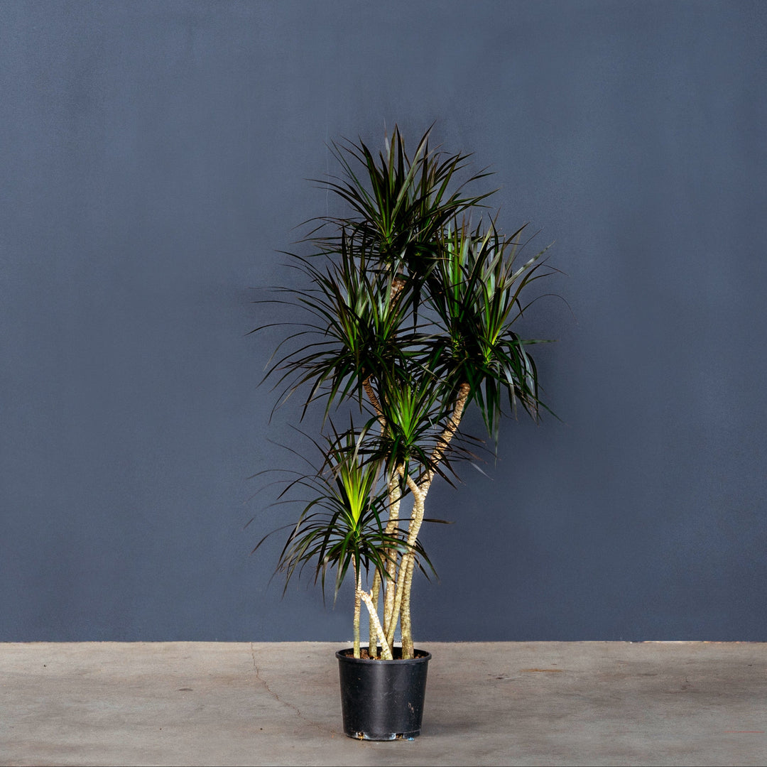 dracaena marginata indoor or outdoor Dracaena Marginata (Dragon Plant) – Rolling Greens