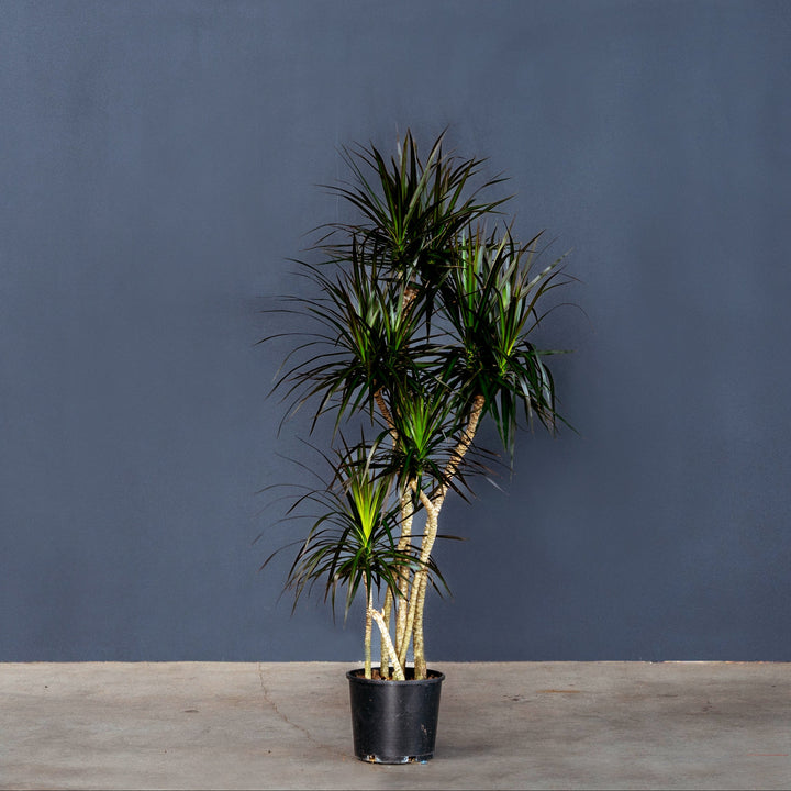 Dragon Plant (Dracaena Marginata) 3 gal