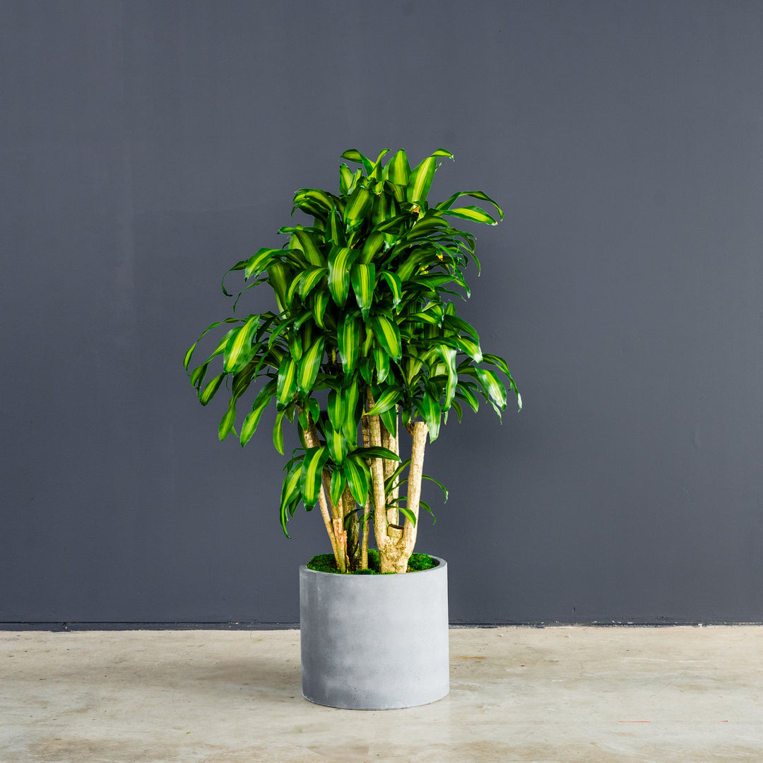 massangeana dracaena fragrans Dracaena Fragrans Massangeana Stump (Dragon Plant)