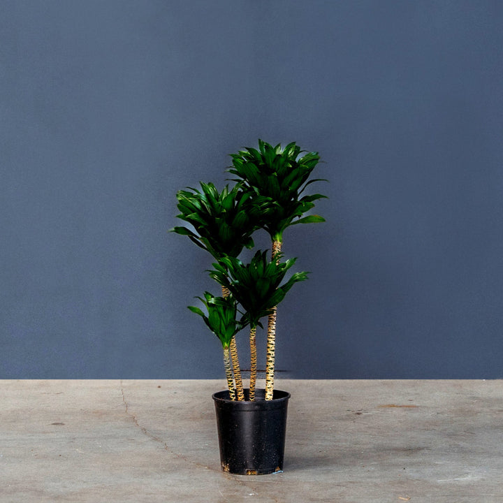 Compact Dragon Tree (Dracaena Janet Craig Compacta) 2 Gal