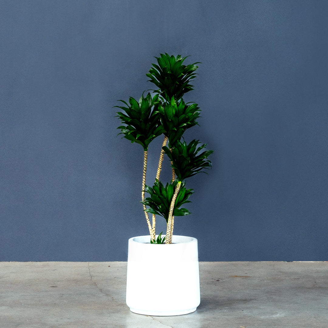 Dracaena Janet Craig Compacta (Compact Dragon Tree) – Rolling Greens