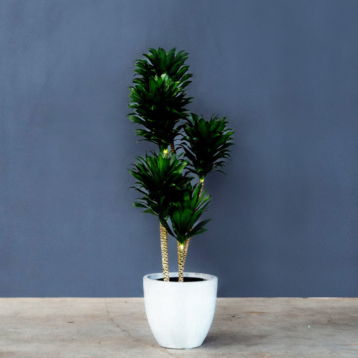 Compact Dragon Tree (Dracaena Janet Craig Compacta) 5 Gal