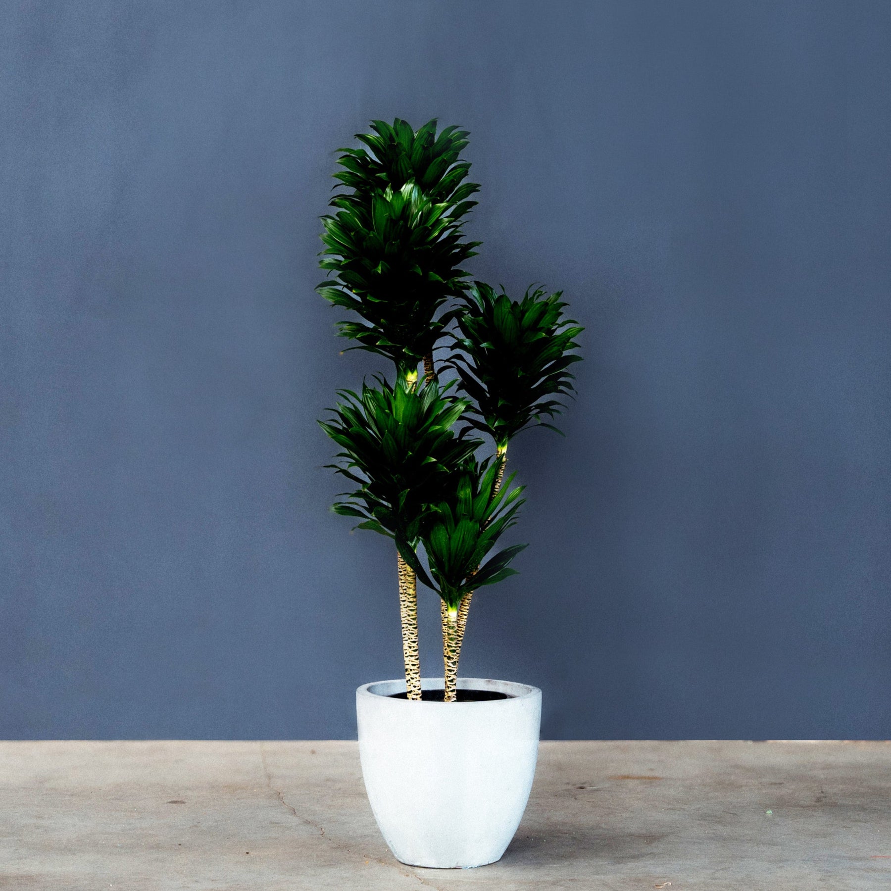 Compact Dragon Tree (Dracaena Janet Craig Compacta) 5 Gal – Rolling Greens