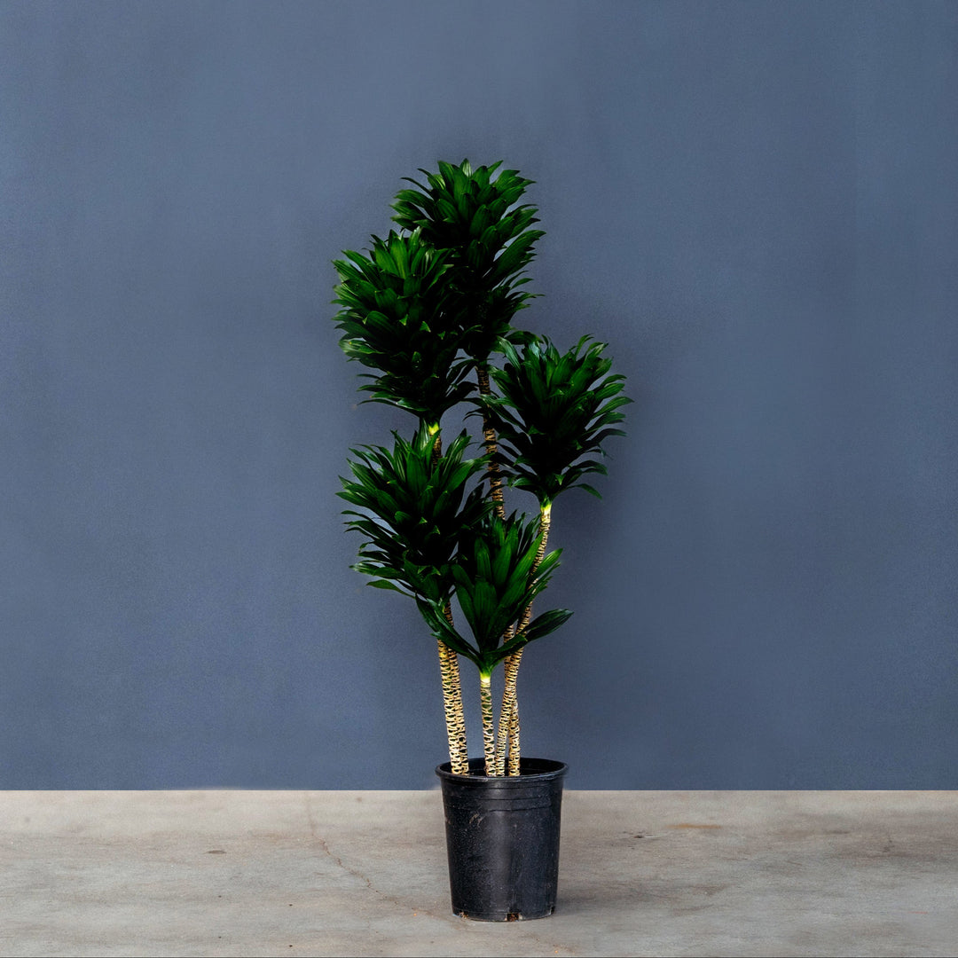 Compact Dragon Tree (Dracaena Janet Craig Compacta) 5 Gal