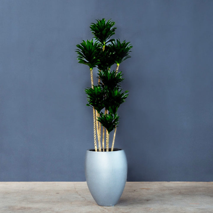 Compact Dragon Tree (Dracaena Janet Craig Compacta) 7 Gal