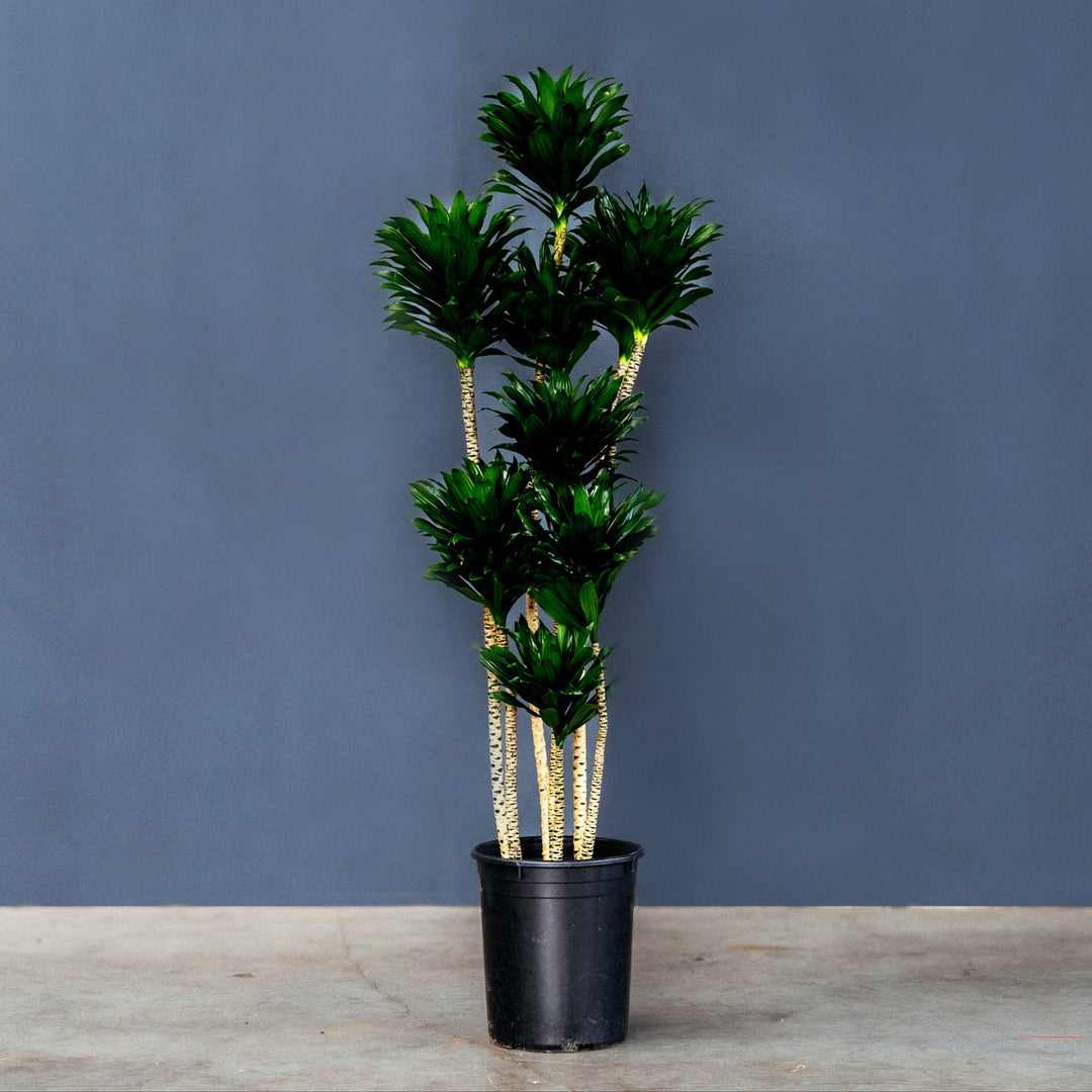 dracena pineapple plant Dracaena Janet Craig Compacta (Compact Dragon Tree)