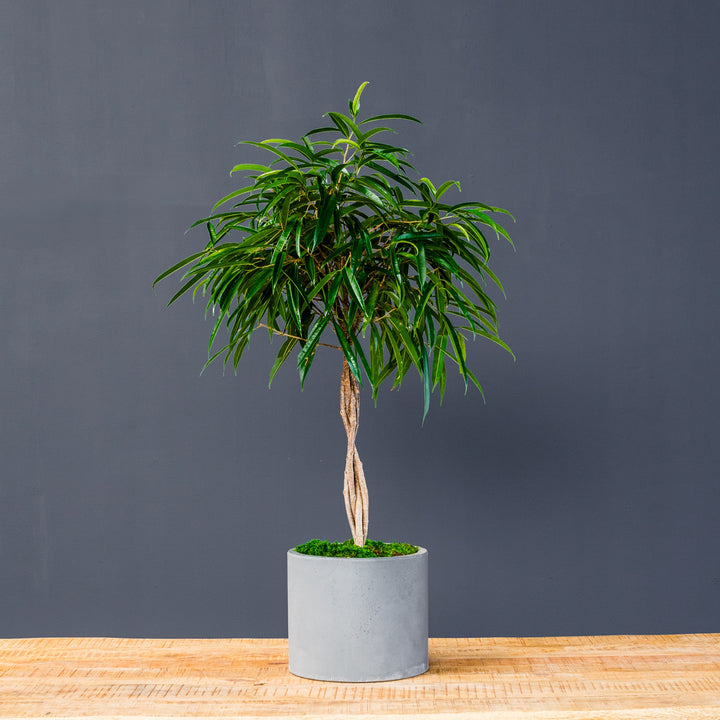 Ficus Alii Standard Braided (Ficus maclellandii) 10 in