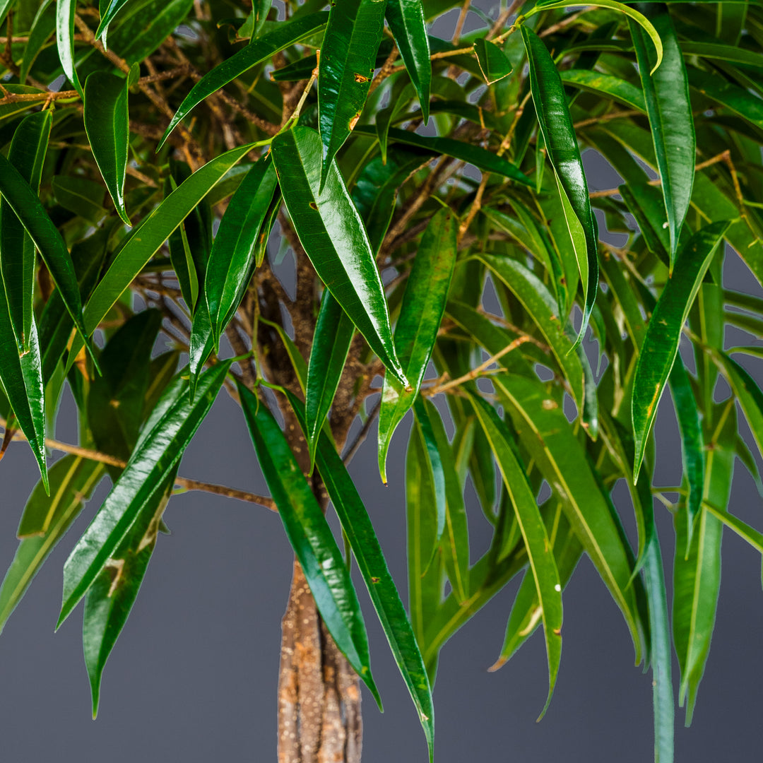 Ficus Alii Standard Braided (Ficus maclellandii) 10 in