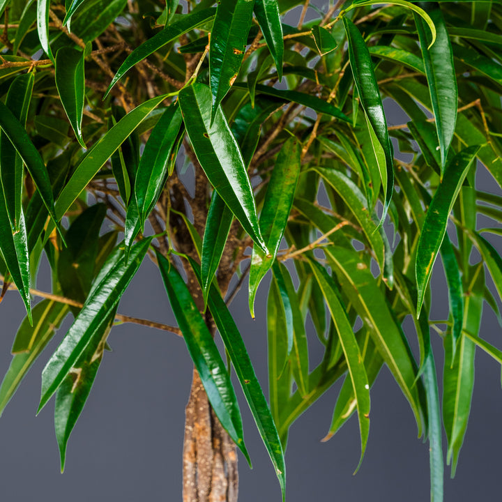 Ficus Alii Standard Braided (Ficus maclellandii) 10 in