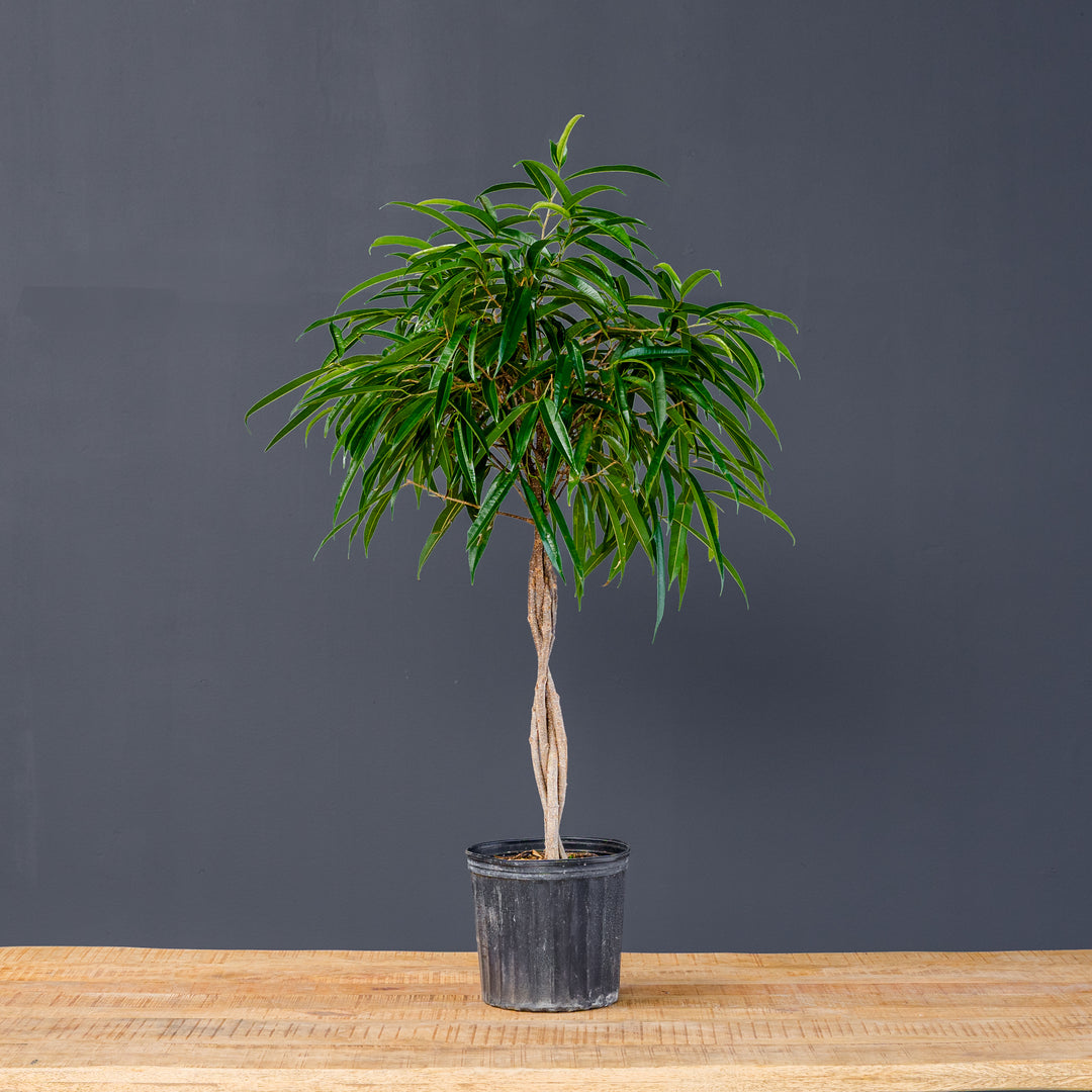 Ficus Alii Standard Braided (Ficus maclellandii) 10 in