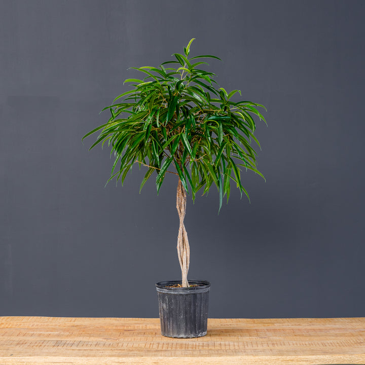 Ficus Alii Standard Braided (Ficus maclellandii) 10 in