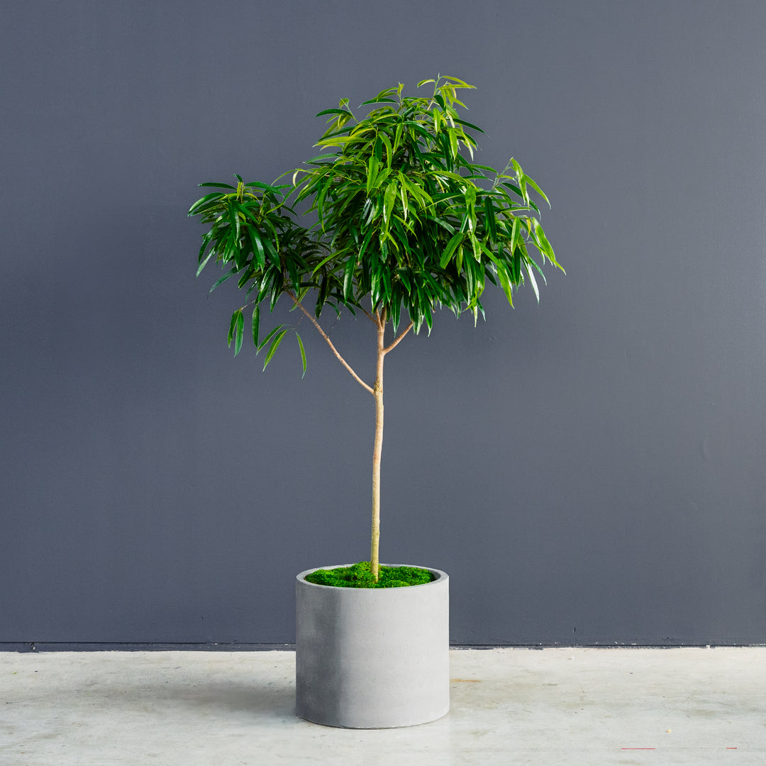 ficus alii indoor plant Ficus Alii Standard (Ficus maclellandii)